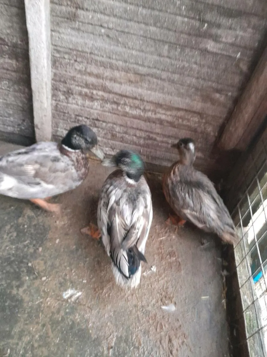 Wellsummers trio .call ducks.pea fowl, leghorn - Image 4