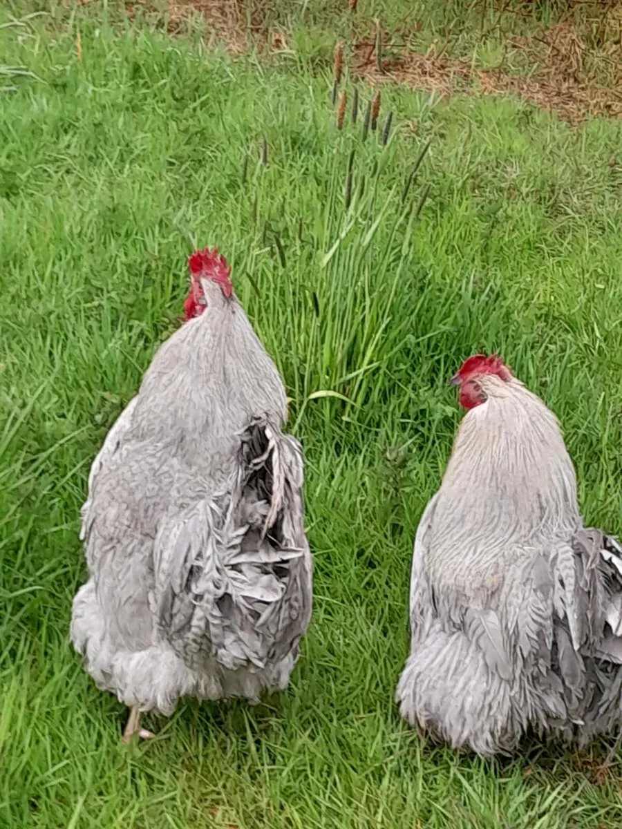 Wellsummers trio .call ducks.pea fowl, leghorn - Image 3