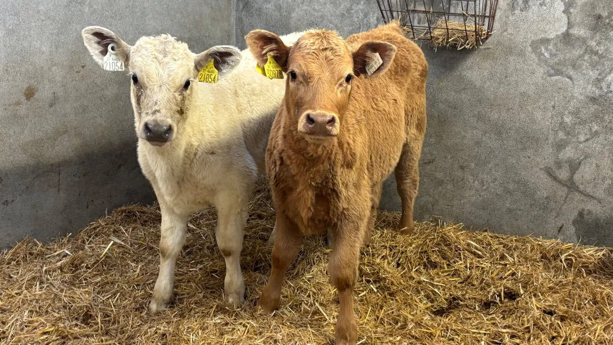 ⭐️ 2 Super Charolais Heifer Runners ⭐️ - Image 1