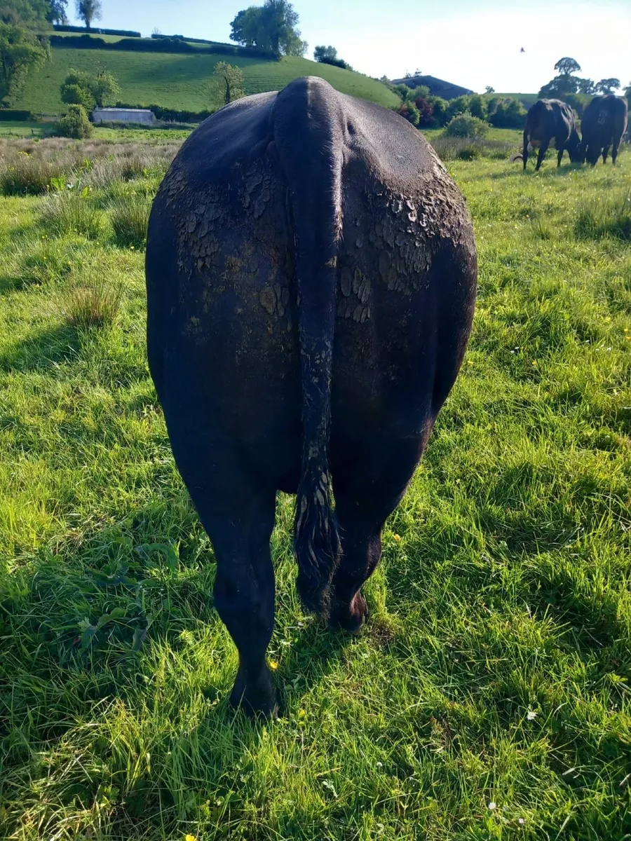 Stabiliser Bull - Image 3