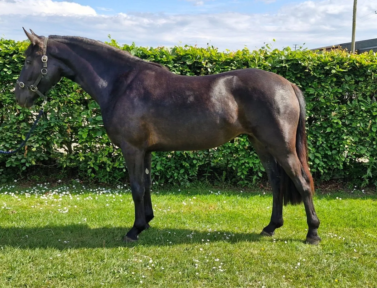 Stunning 158 cm Mare - Image 1