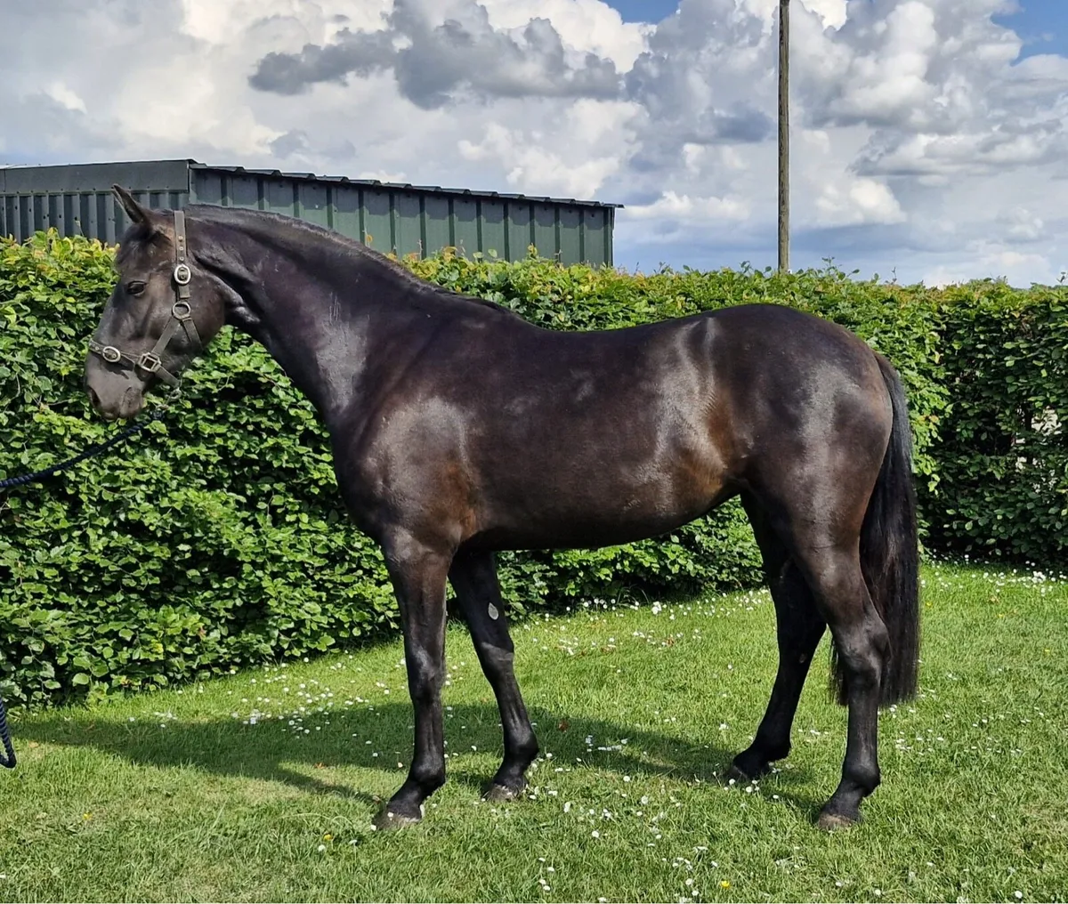 Stunning 158 cm Mare - Image 2