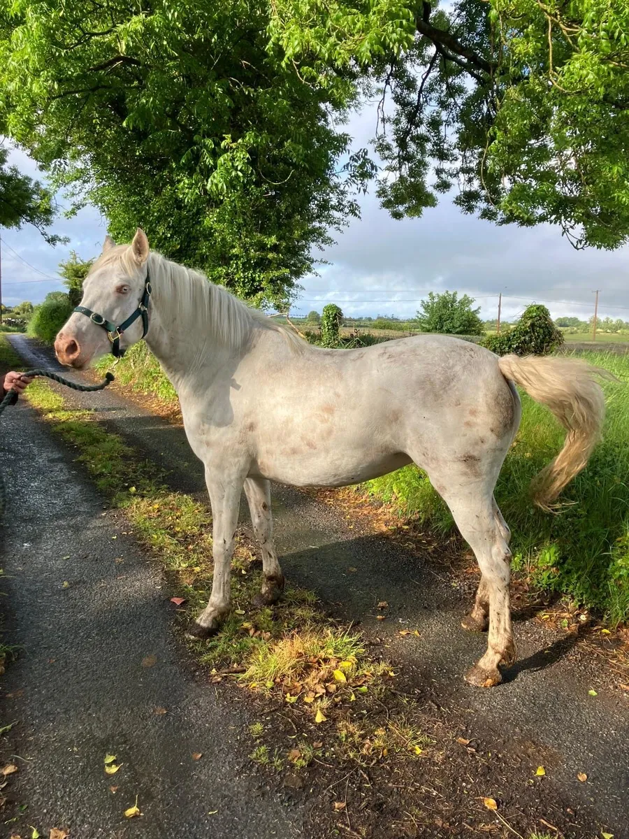 3 year old Cremello Connemara Filly - Image 1