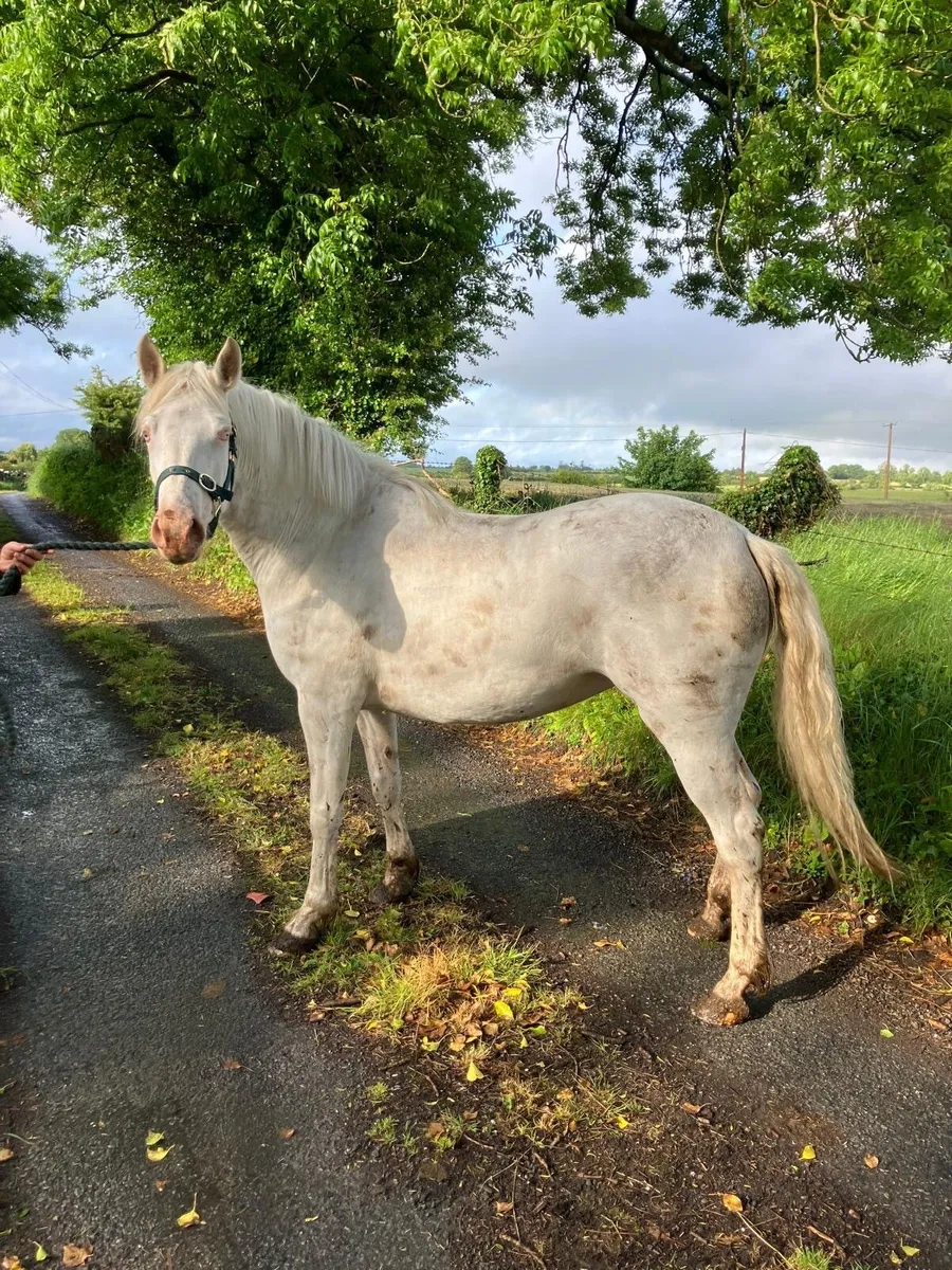 3 year old Cremello Connemara Filly - Image 2