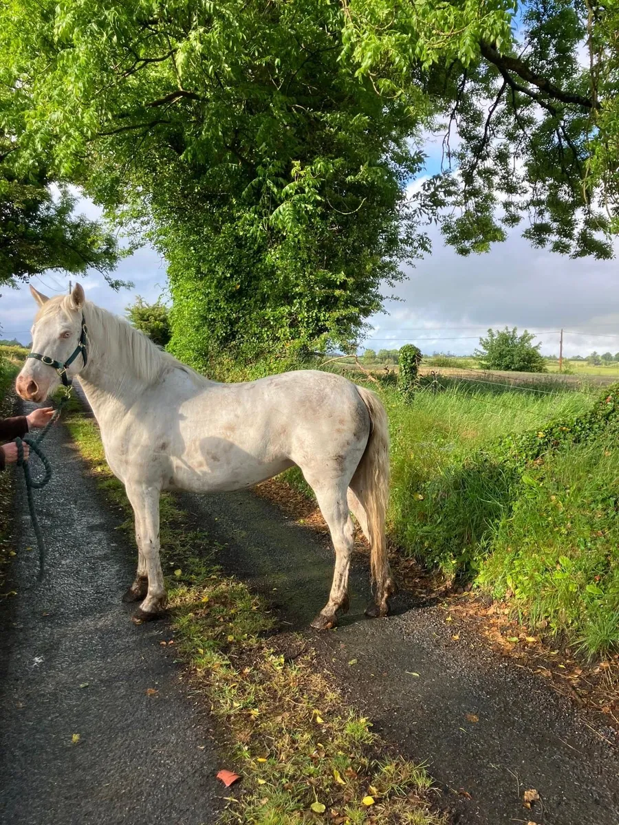 3 year old Cremello Connemara Filly - Image 3