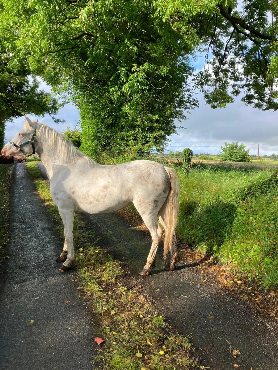 3 year old Cremello Connemara Filly - Image 4