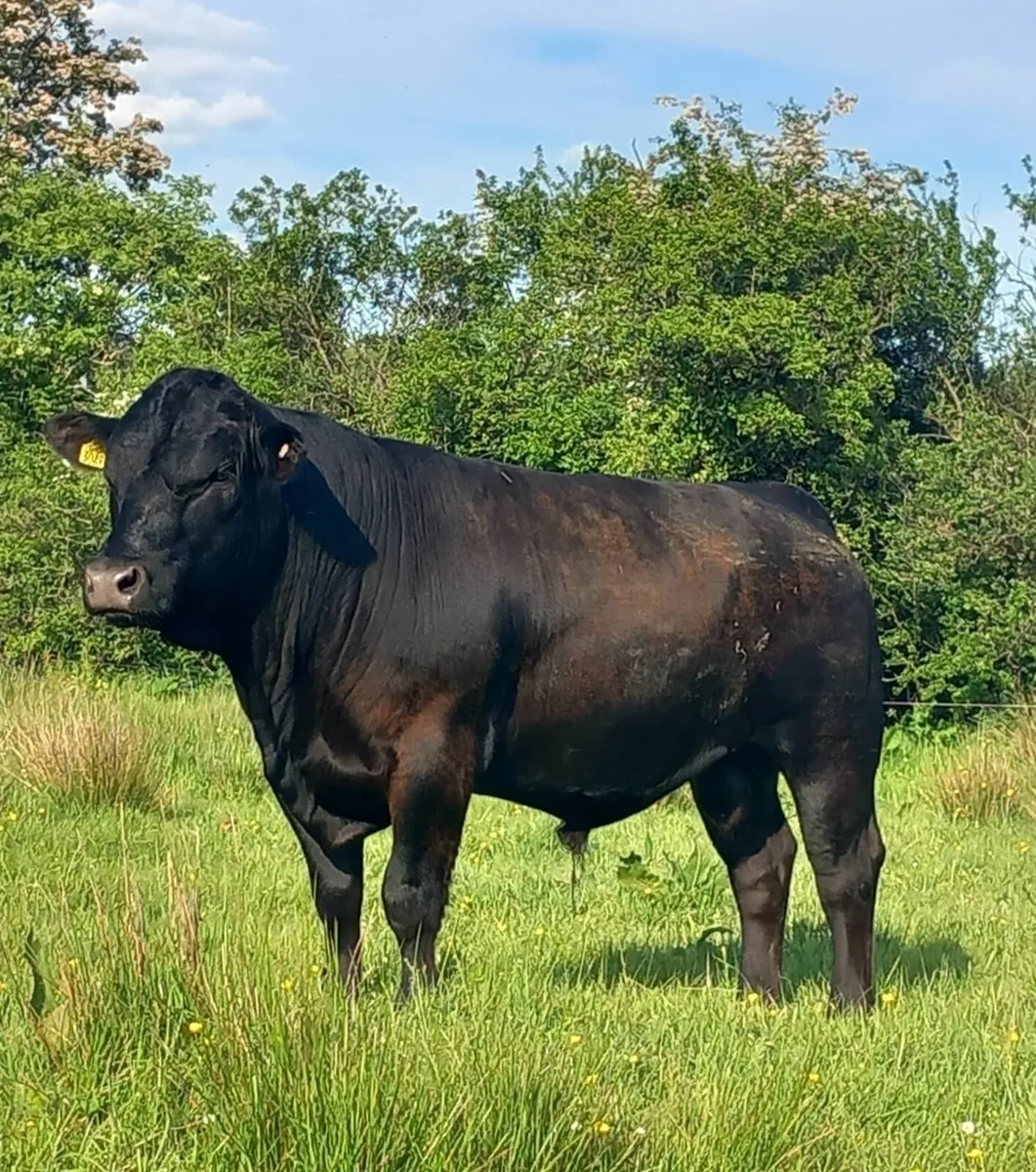 Stabiliser Bull - Image 1