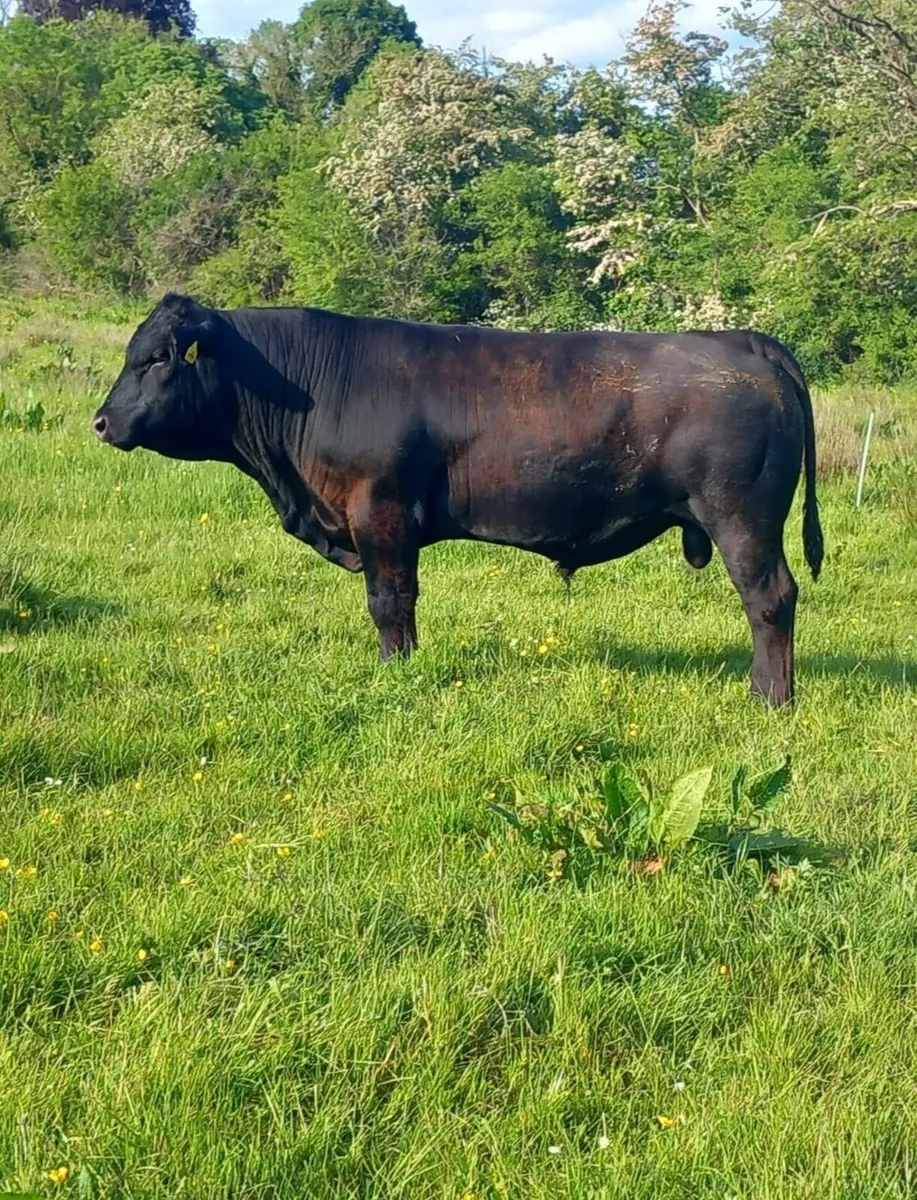 Stabiliser Bull - Image 2