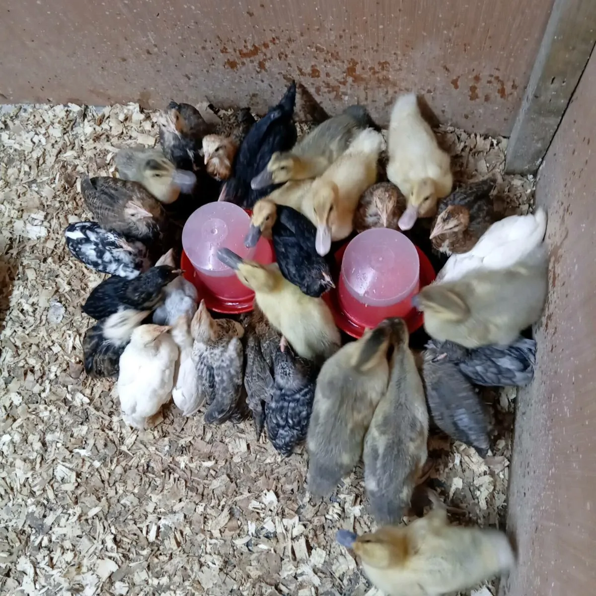 Chicks and ducklings - Image 1