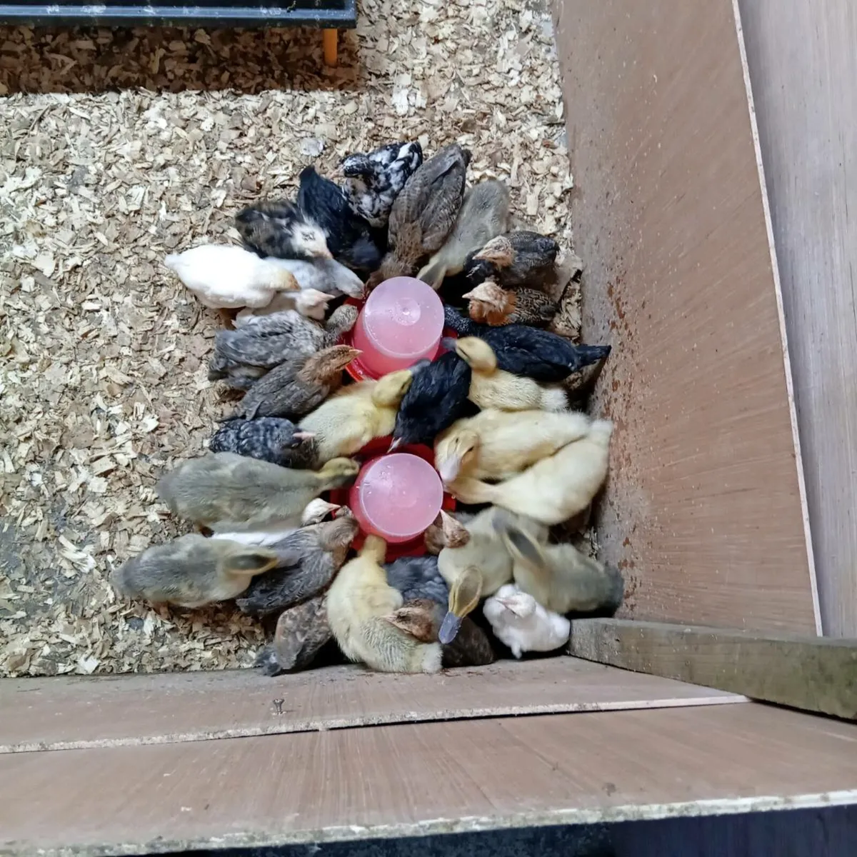 Chicks and ducklings - Image 2