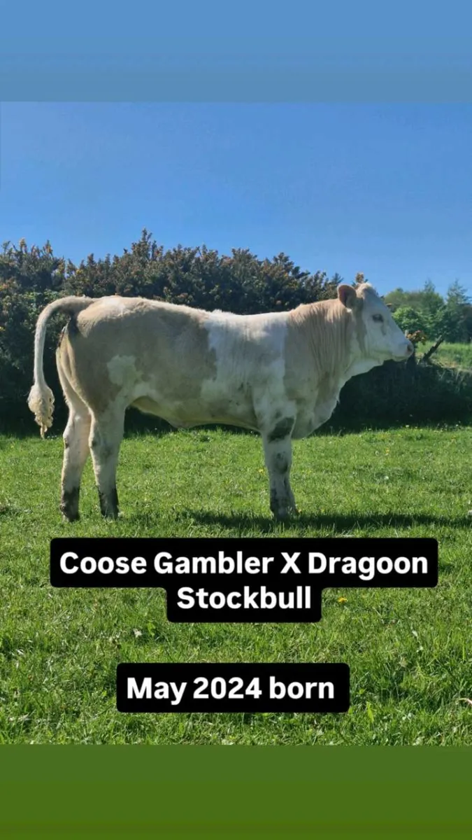 PBR Simmental Heifer - Image 2