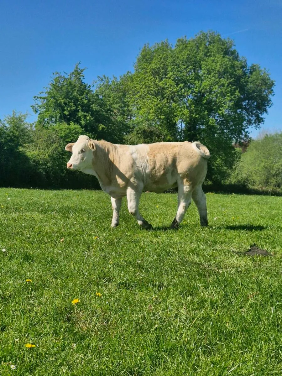 PBR Simmental Heifer - Image 4