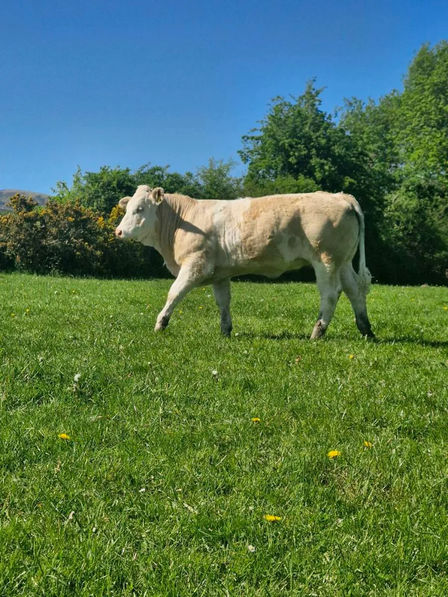 PBR Simmental Heifer - Image 1