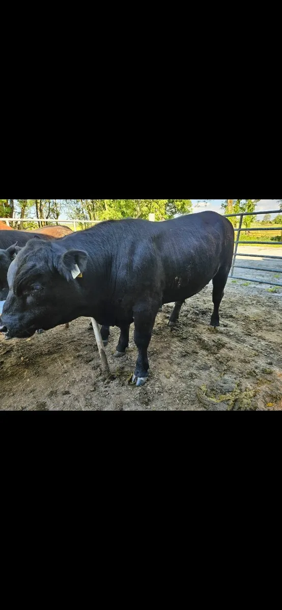 Pedigree Aberdeen Angus Bulls - Image 3