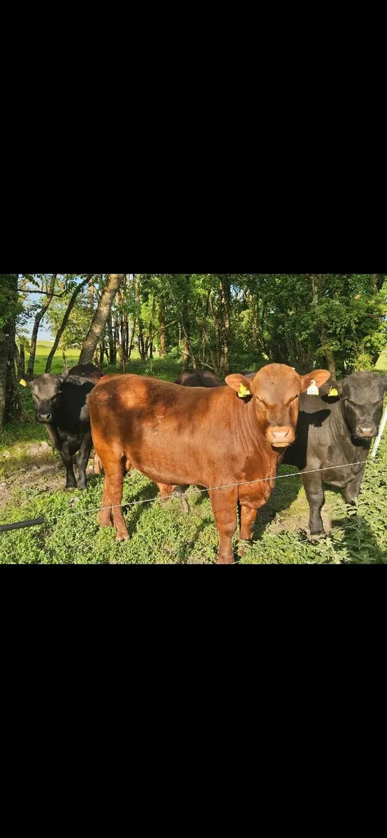Pedigree Aberdeen Angus Bulls - Image 4