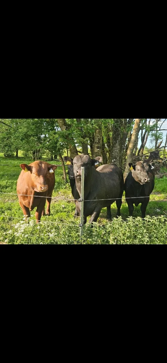 Pedigree Aberdeen Angus Bulls - Image 2