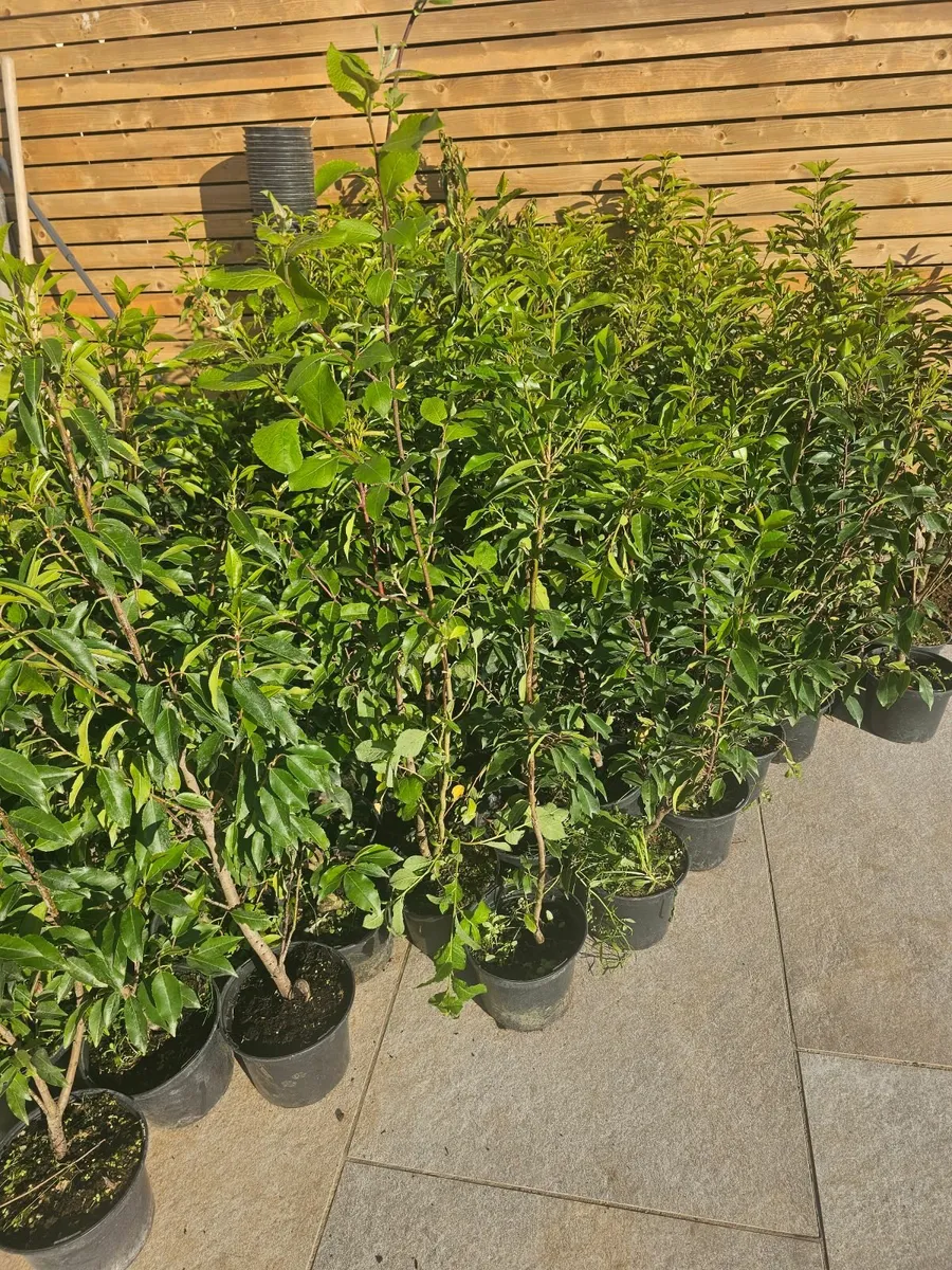 Portuguese Laurel  80-100cm - Image 1