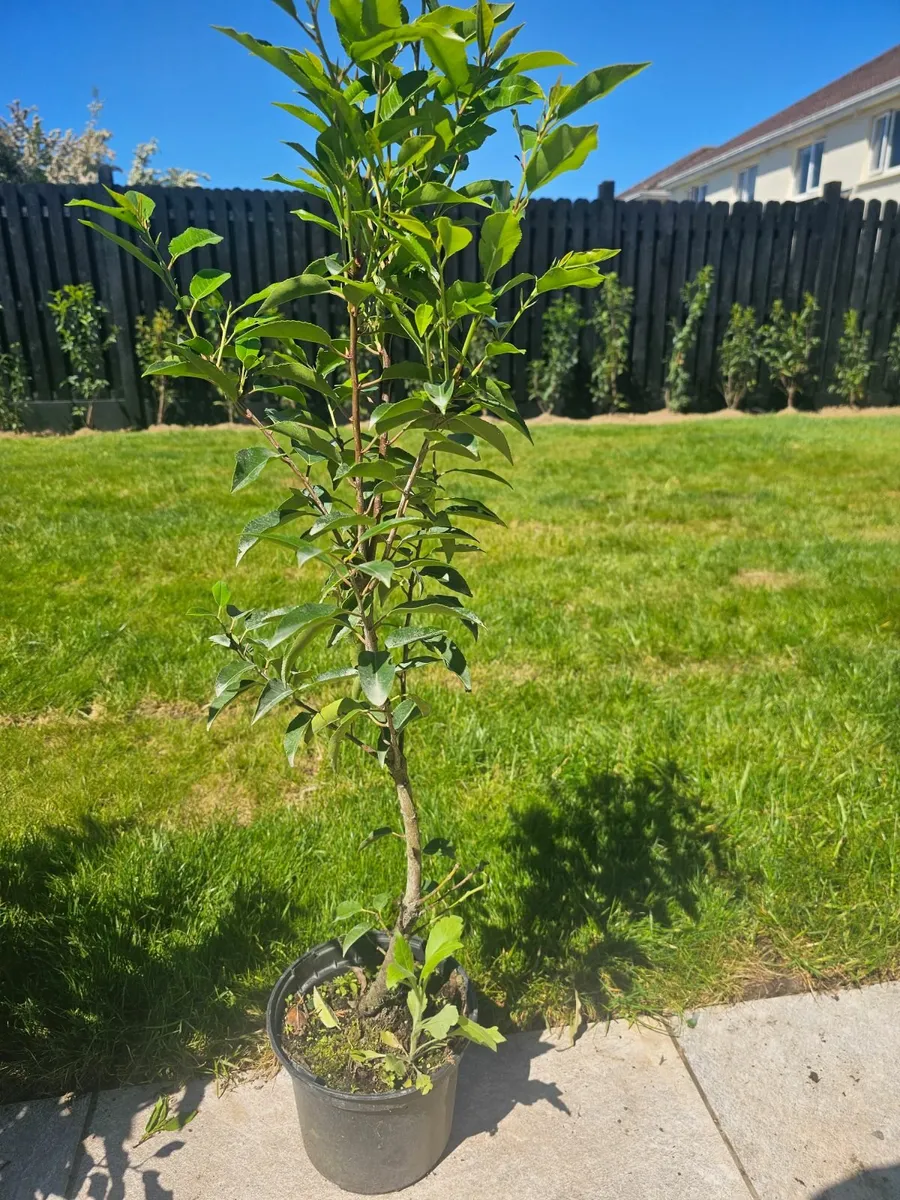 Portuguese Laurel  80-100cm - Image 2