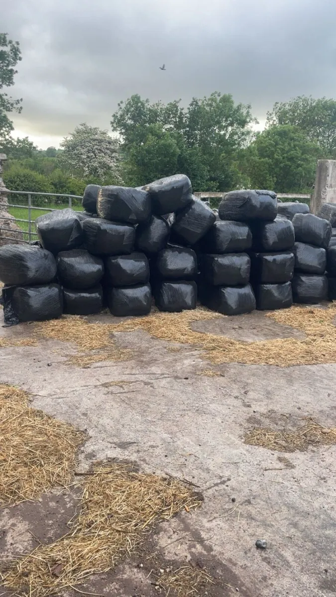 Small square hay and haylage - Image 1