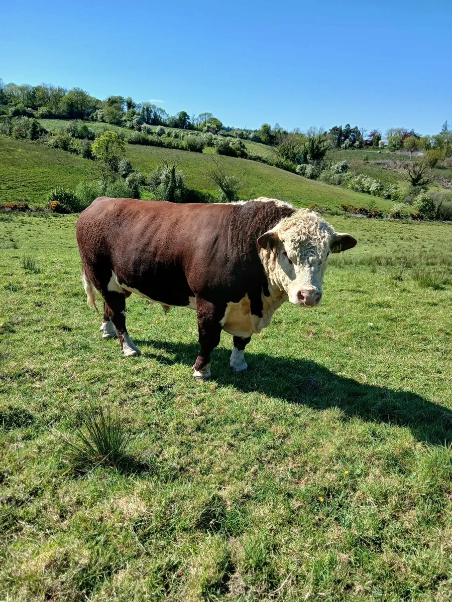 Hereford Bull - Image 1