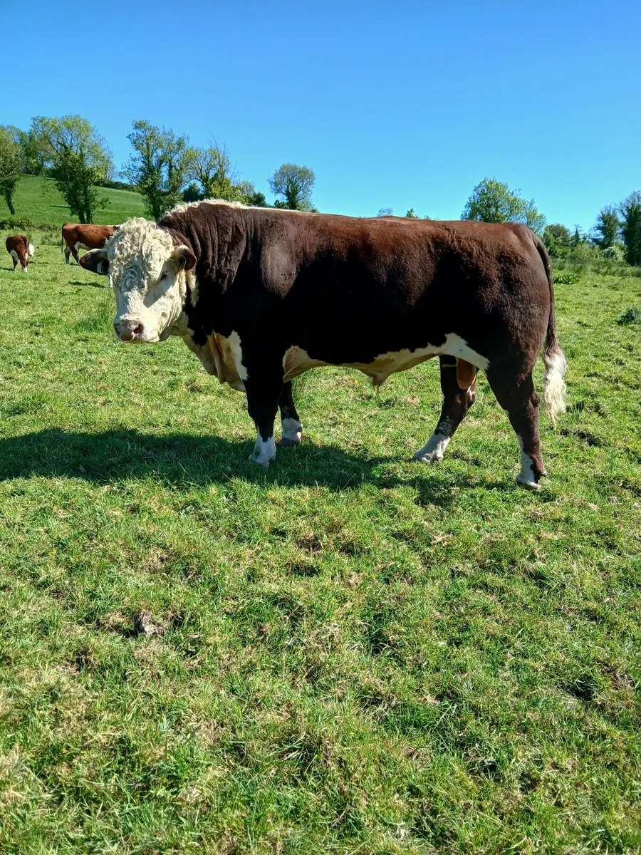 Hereford Bull - Image 2
