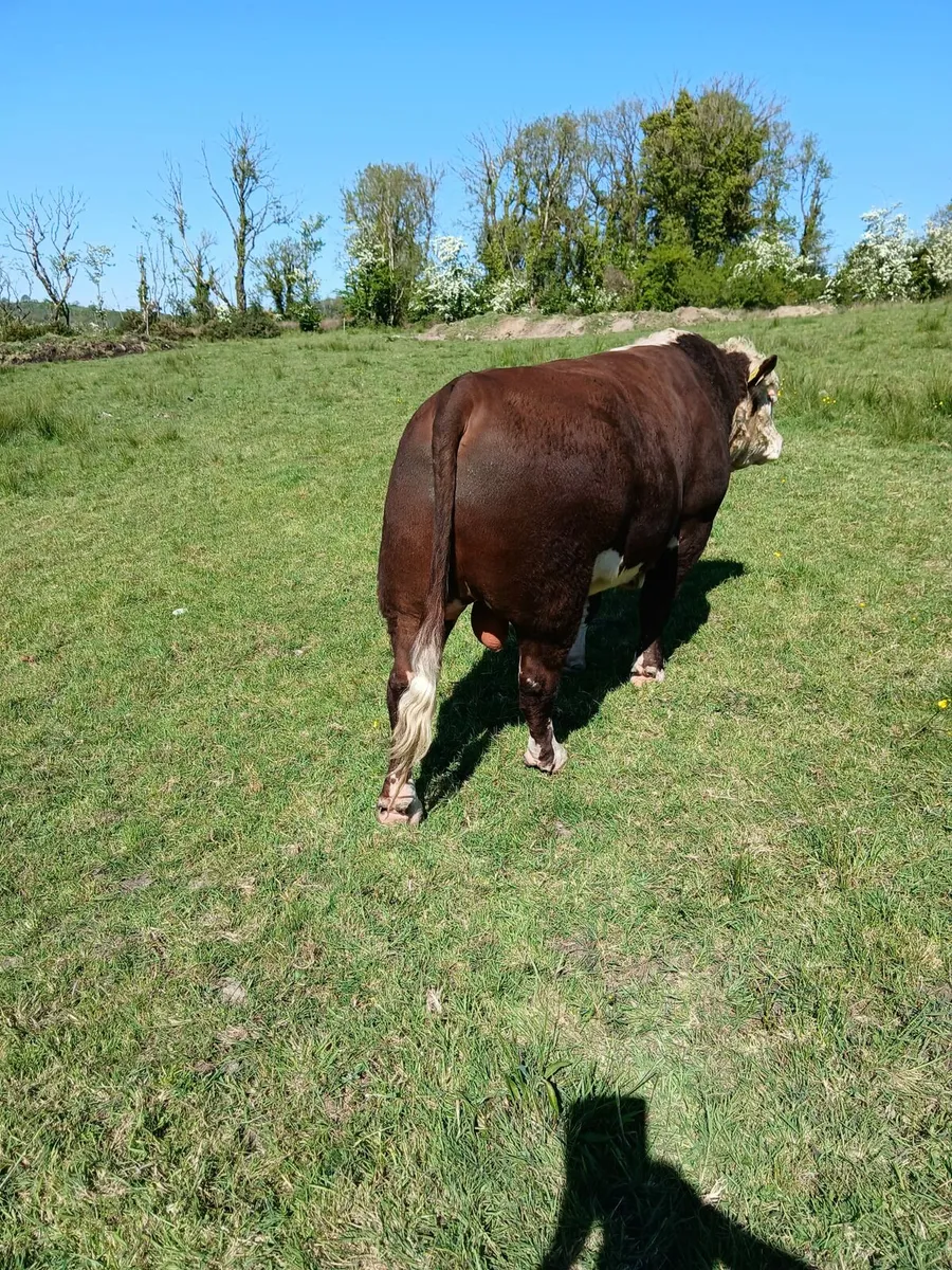 Hereford Bull - Image 3
