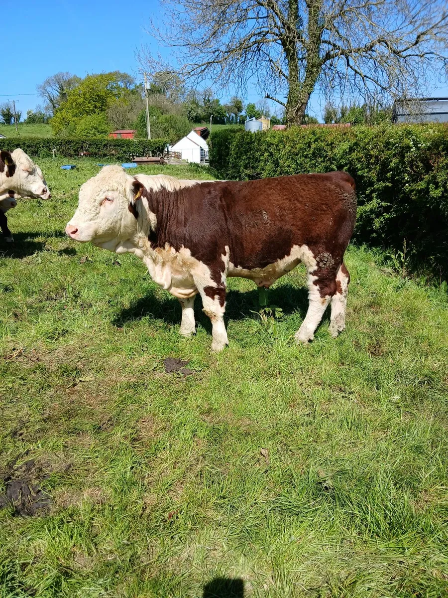Hereford Bull - Image 4