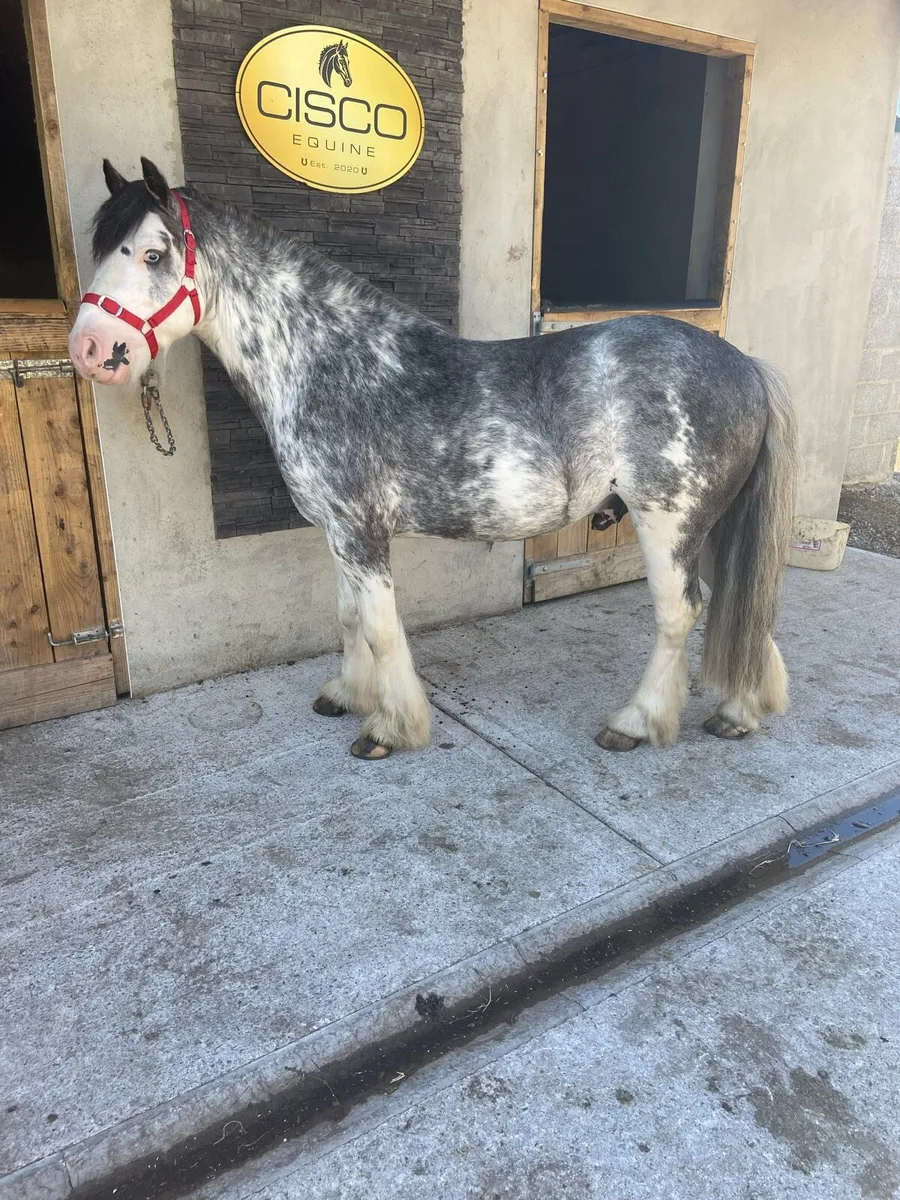😍APPLEJACK😍RIDE & DRIVE €2350 - Image 2