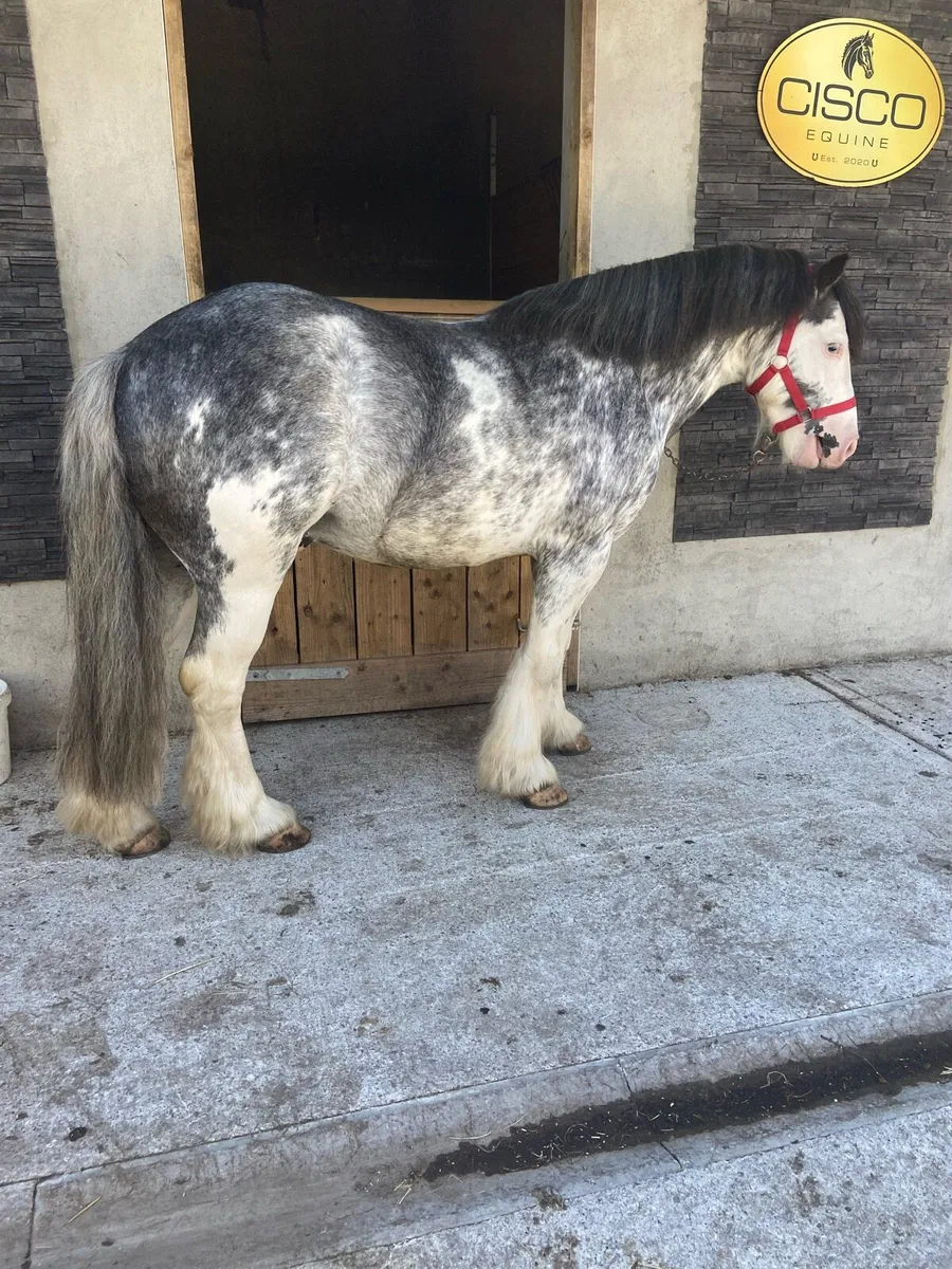 😍APPLEJACK😍RIDE & DRIVE €2350 - Image 3