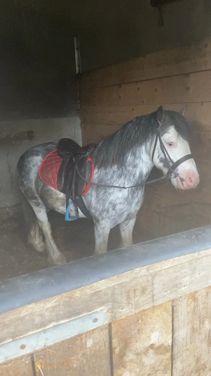 😍APPLEJACK😍RIDE & DRIVE €2350 - Image 4