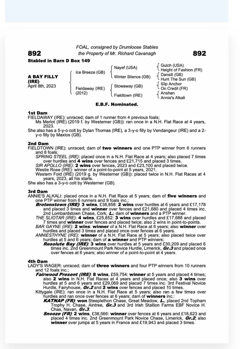 Thoroughbred Mare - Image 2
