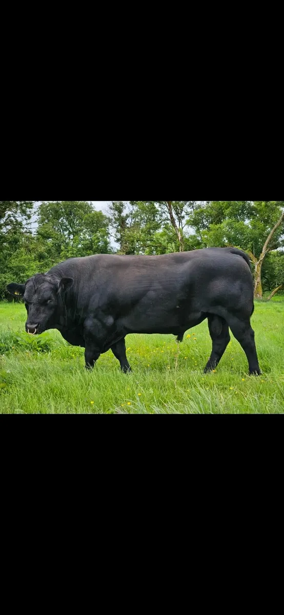 Pedigree Aberdeen Angus Bulls - Image 1