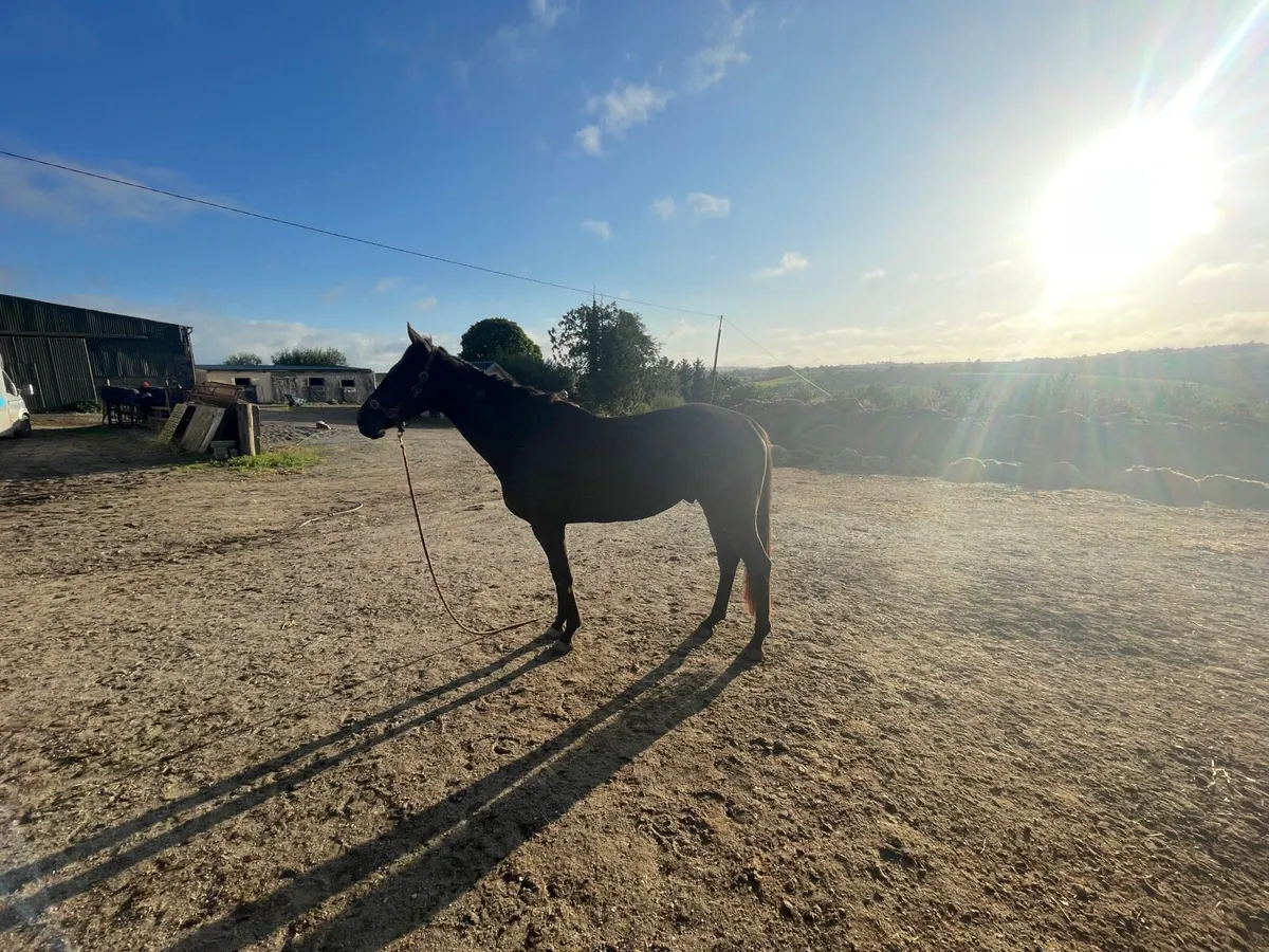 5yr old fleminfirth mare - Image 1