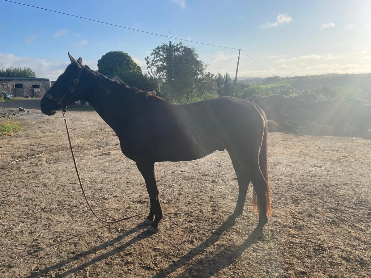5yr old fleminfirth mare - Image 2