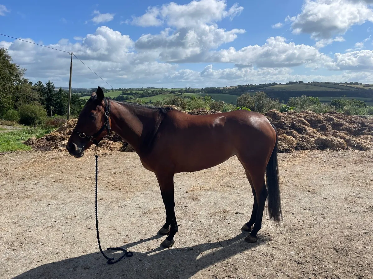 5yr old fleminfirth mare - Image 3