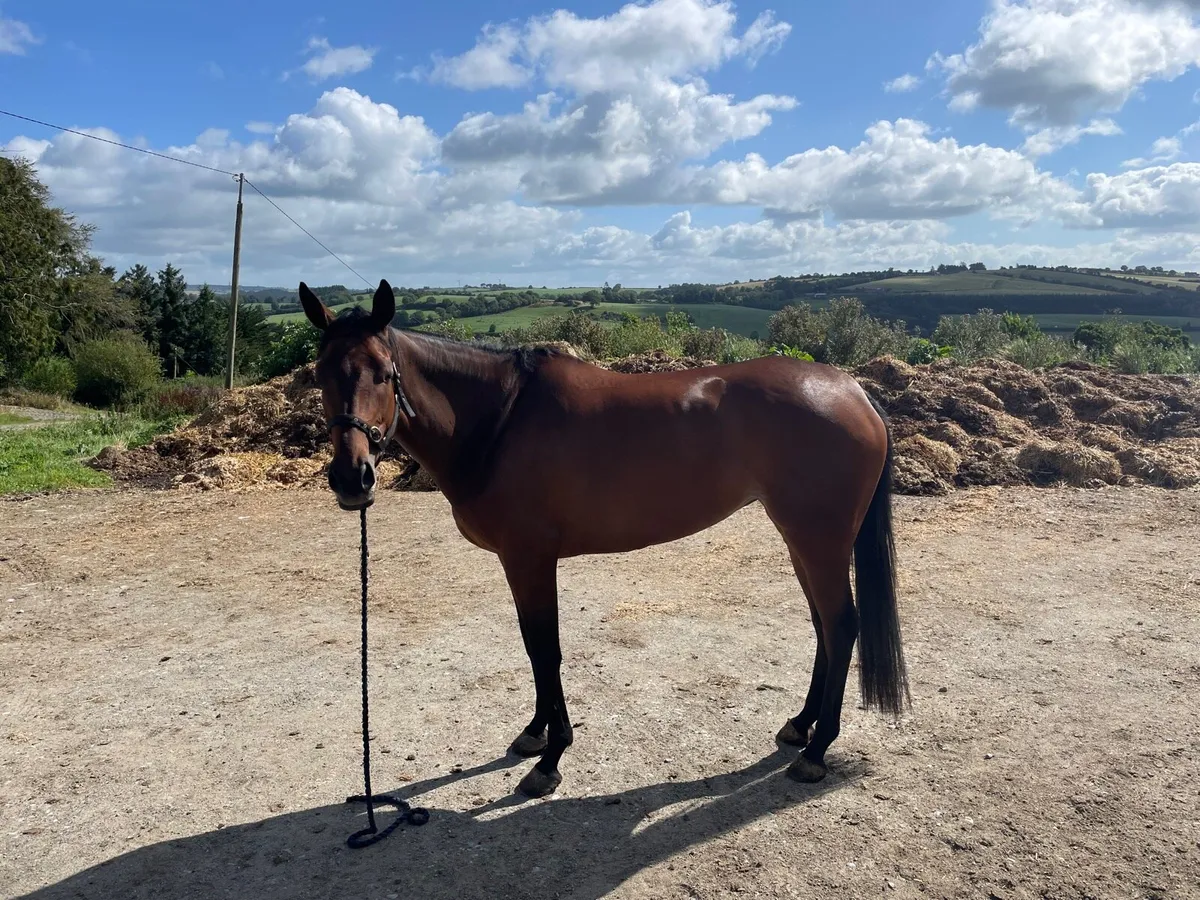 5yr old fleminfirth mare - Image 4