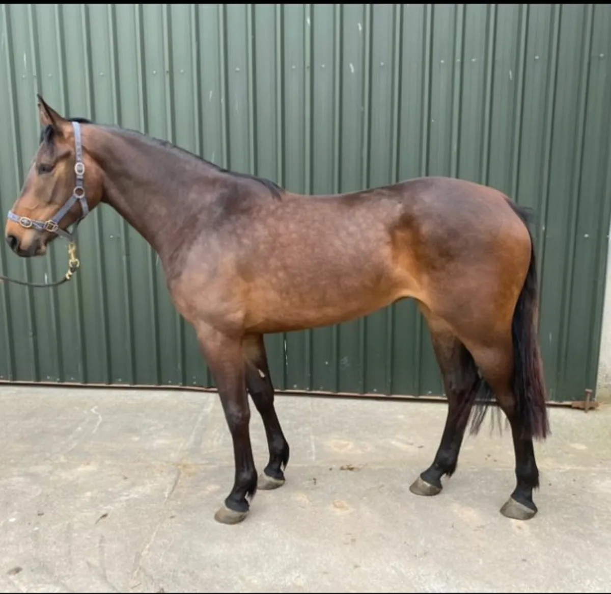 3 year old filly - Image 1