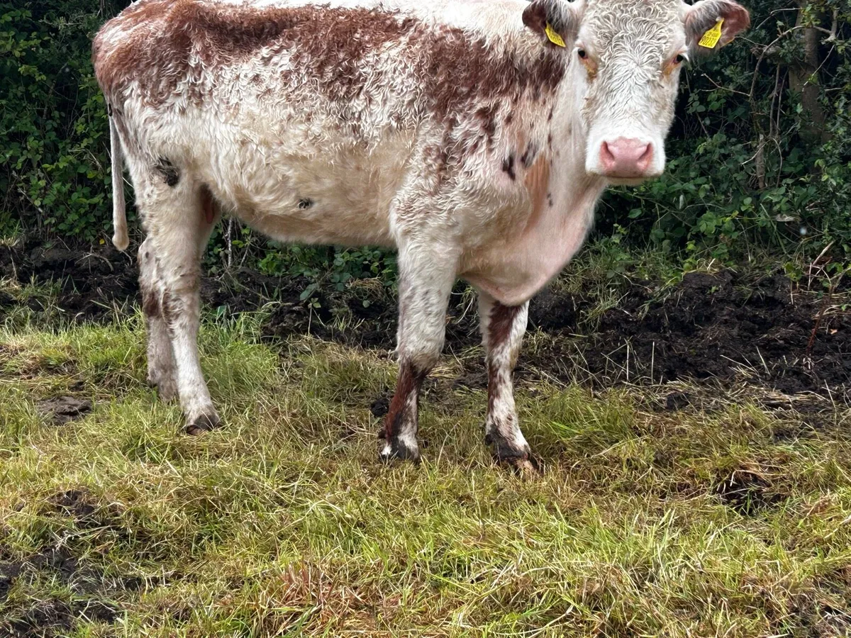 Roan In-Calf Cow - Image 1