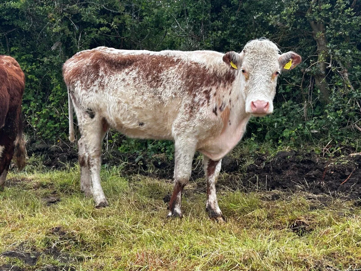 Roan In-Calf Cow - Image 2