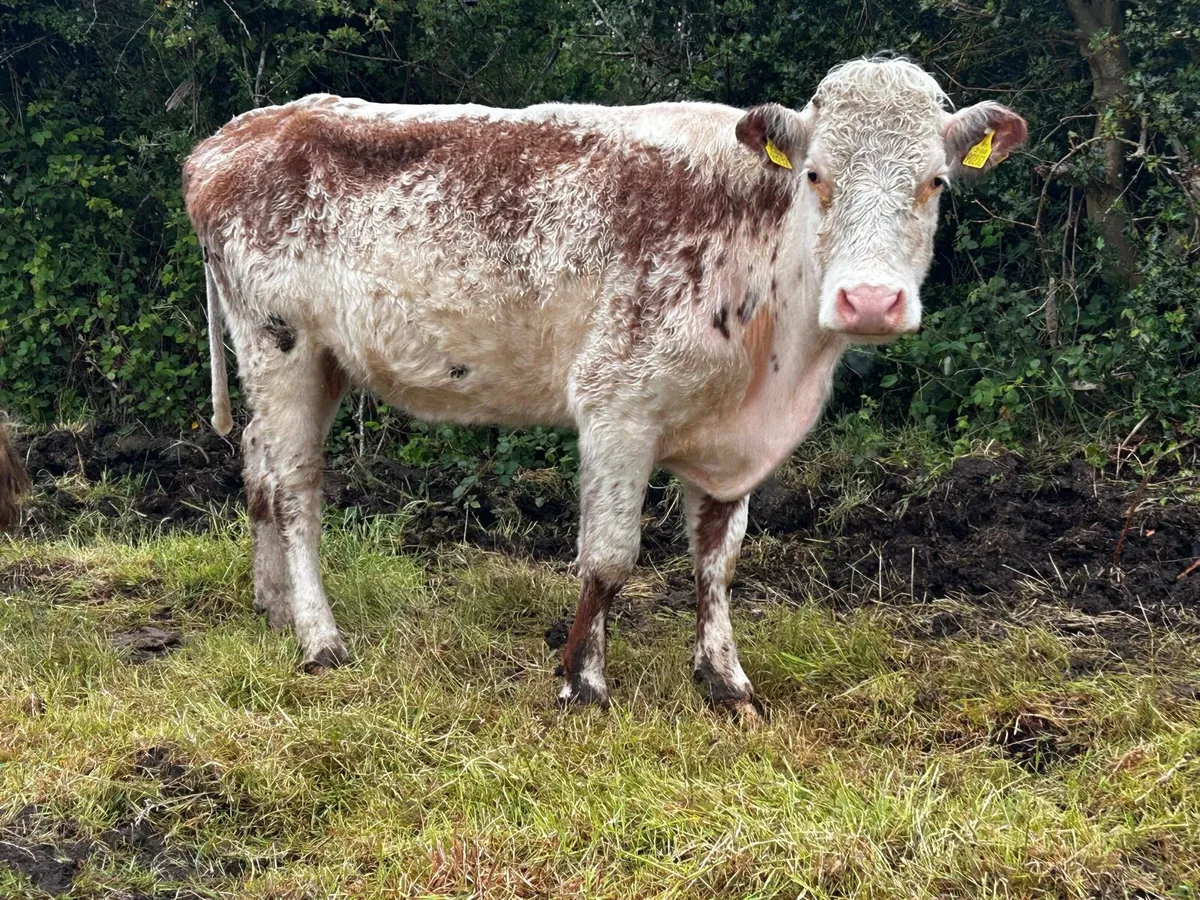 Roan In-Calf Cow - Image 3