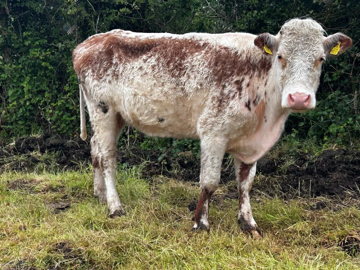 Roan In-Calf Cow - Image 4