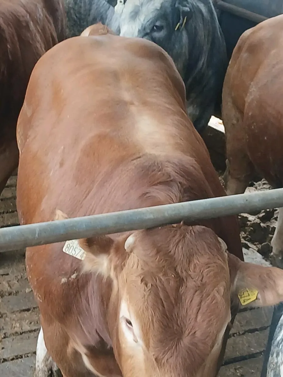PBR Limousin bull - Image 1