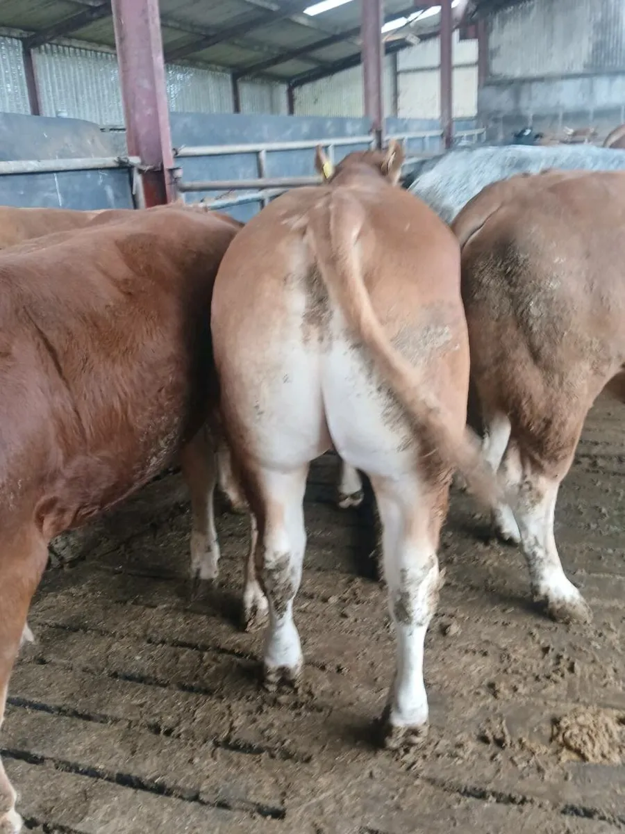 PBR Limousin bull - Image 2