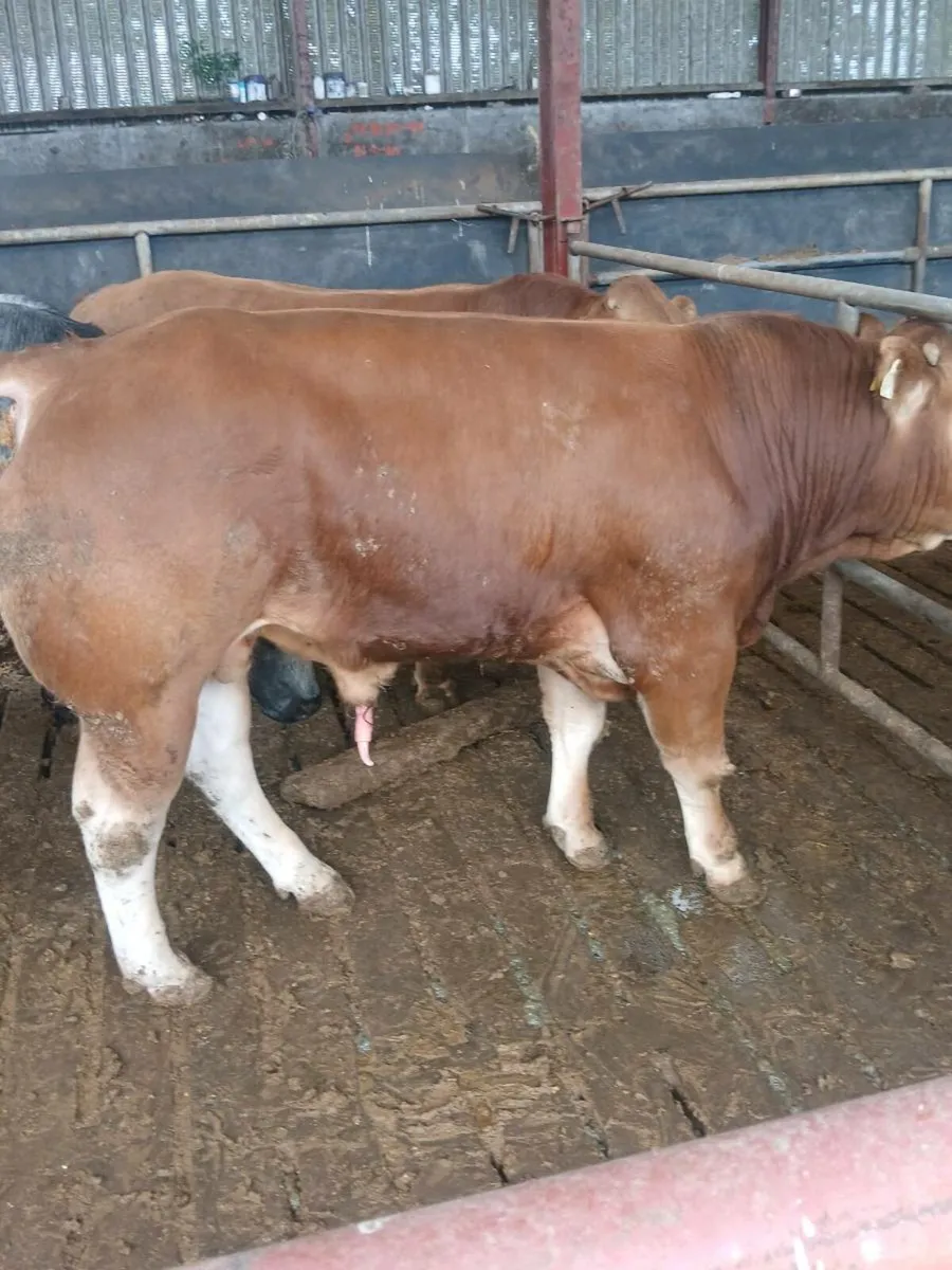 PBR Limousin bull - Image 3