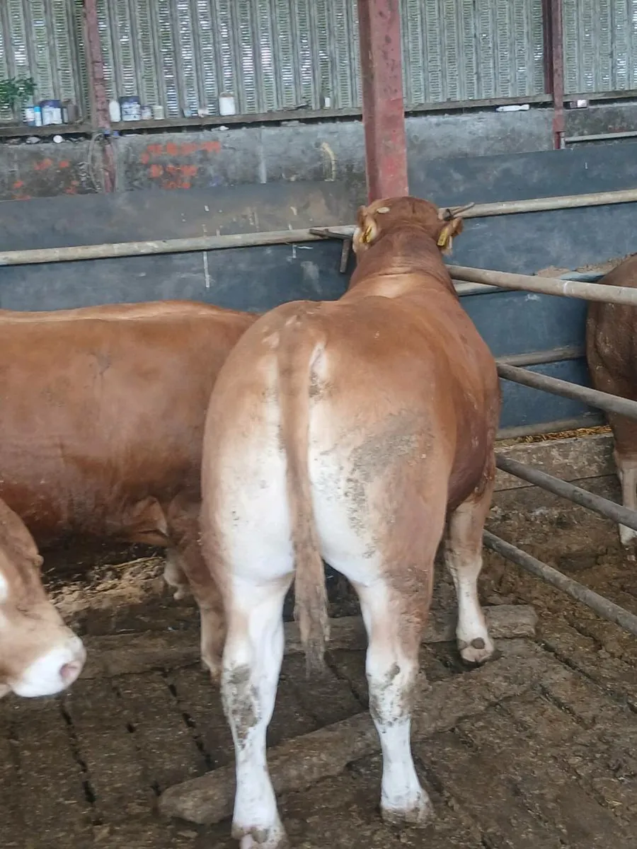 PBR Limousin bull - Image 4