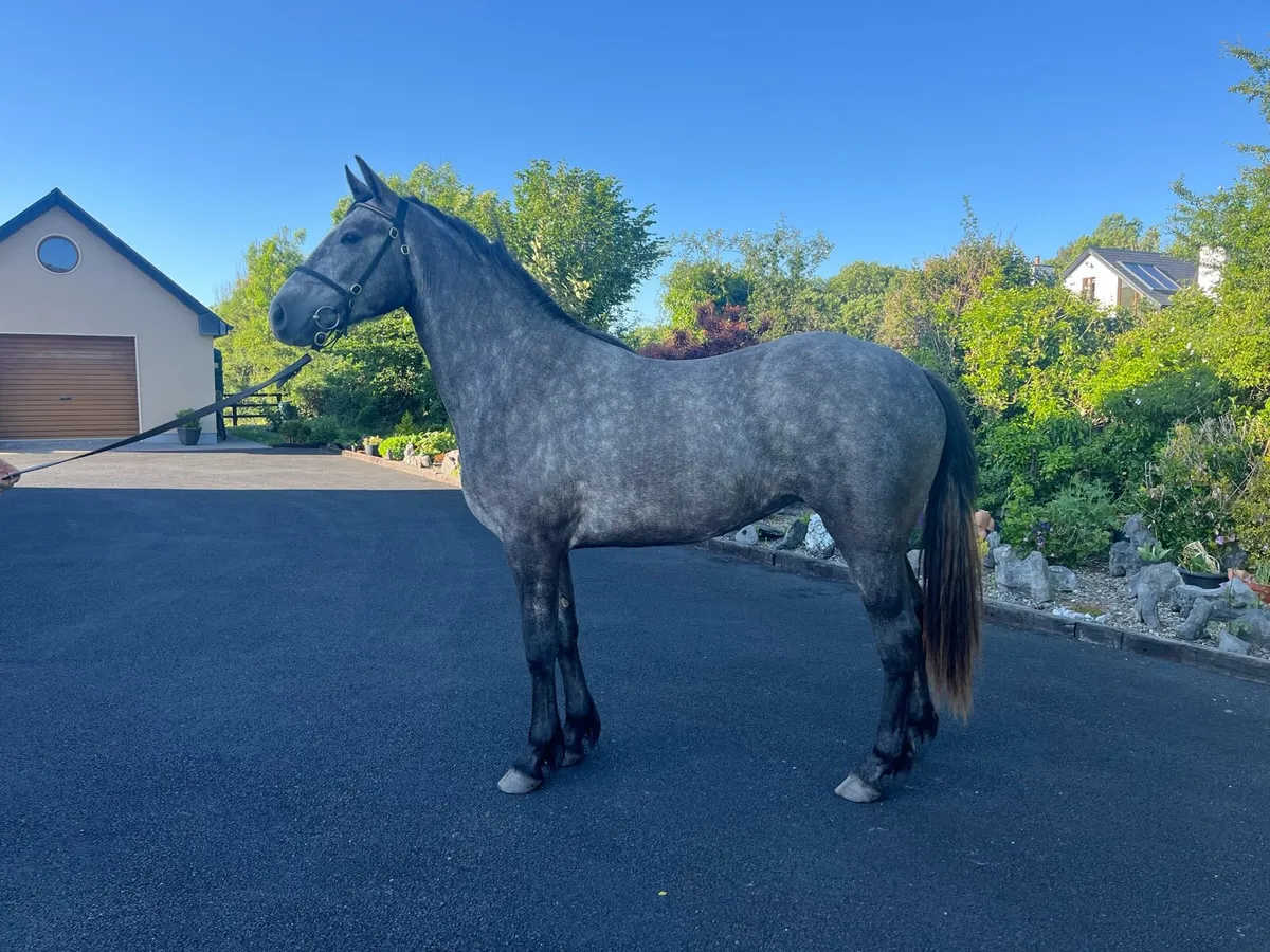 R.I.D Filly - Image 1