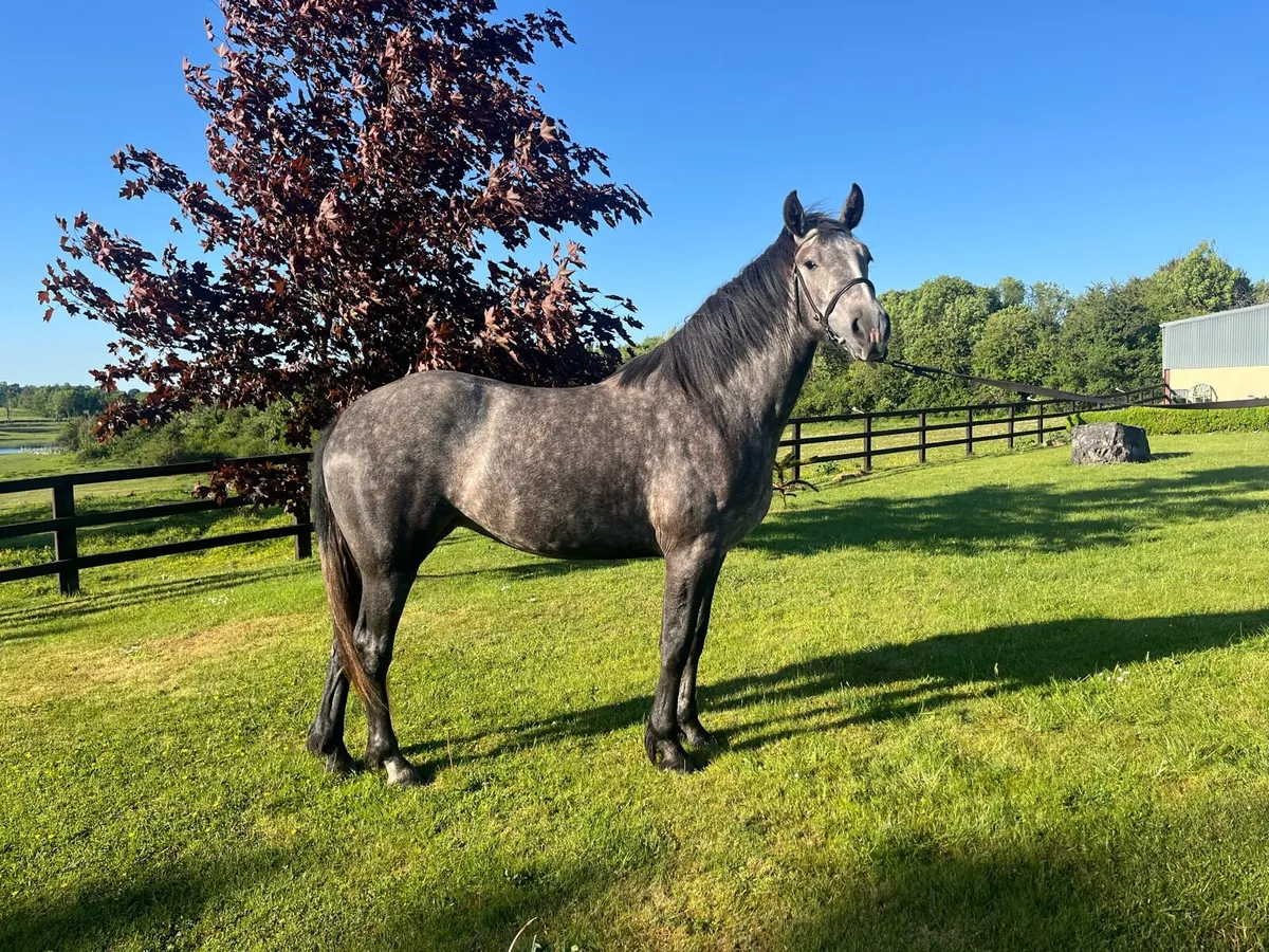 R.I.D Filly - Image 2