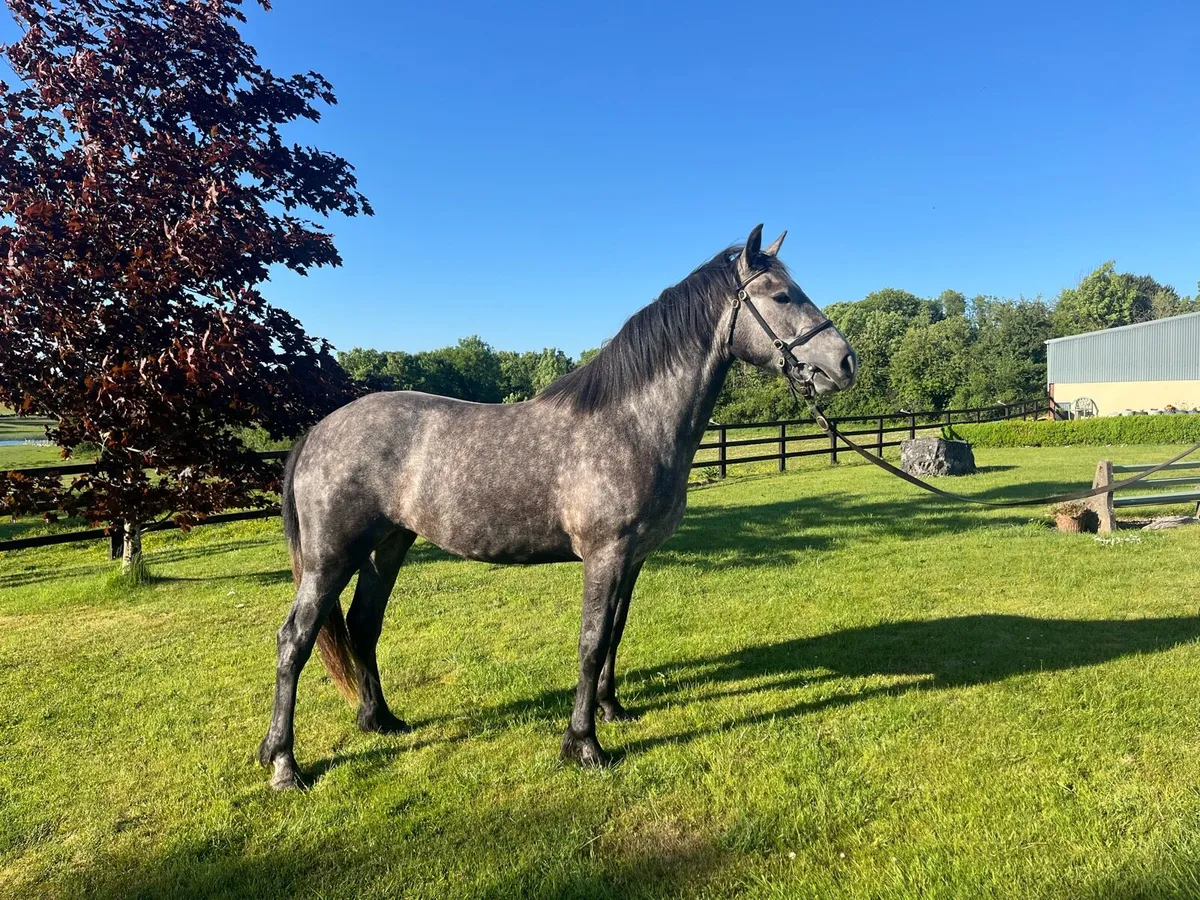 R.I.D Filly - Image 3