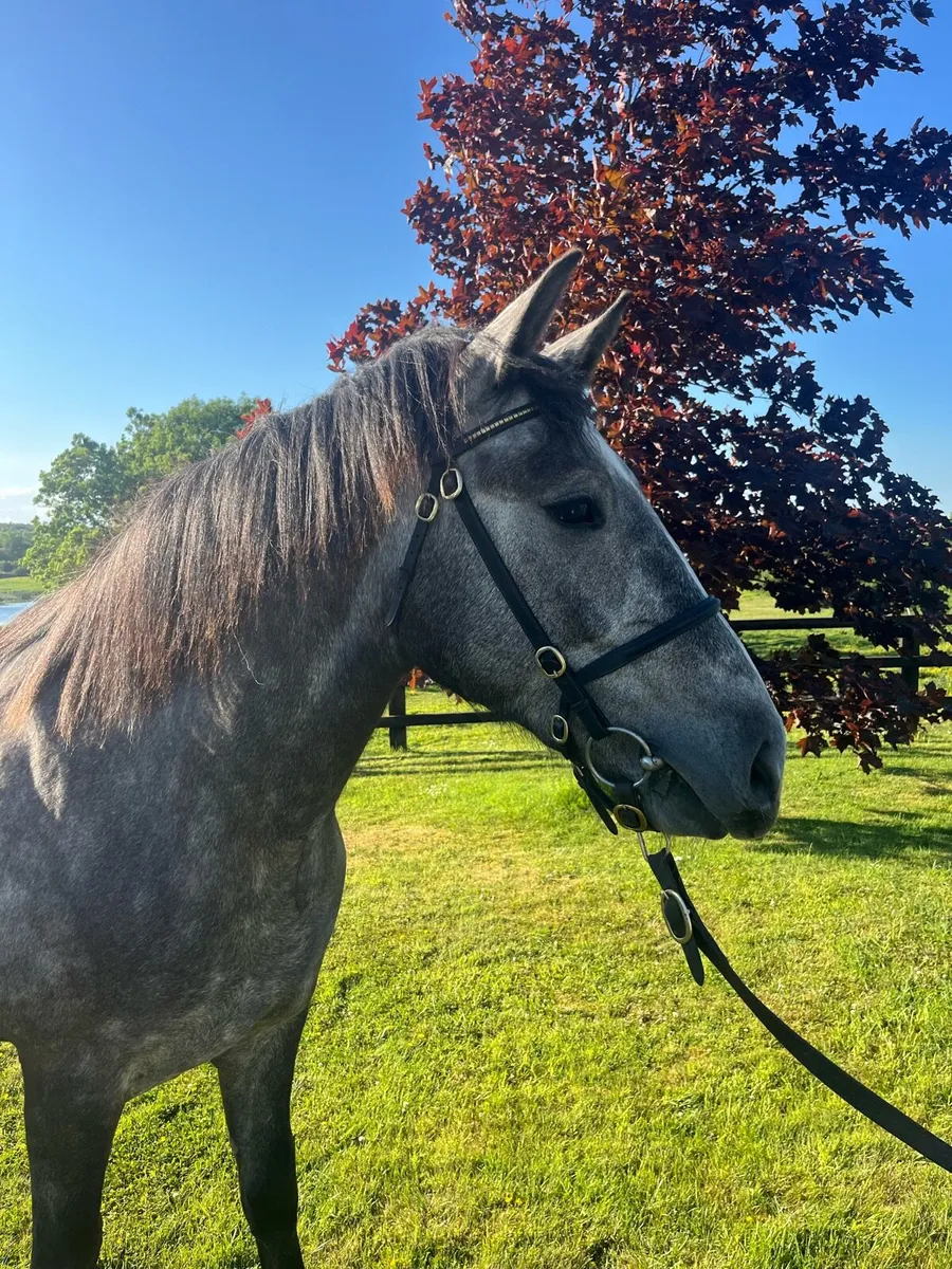 R.I.D Filly - Image 4