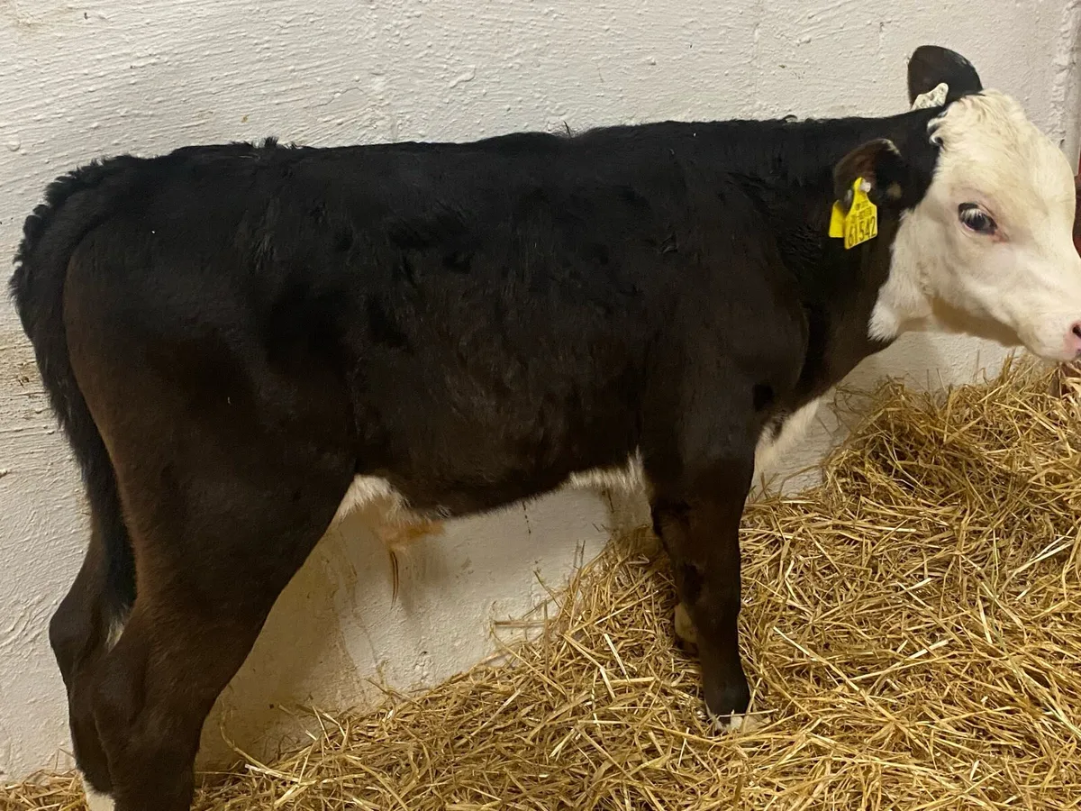 Super Reared Bull Calves - Image 4